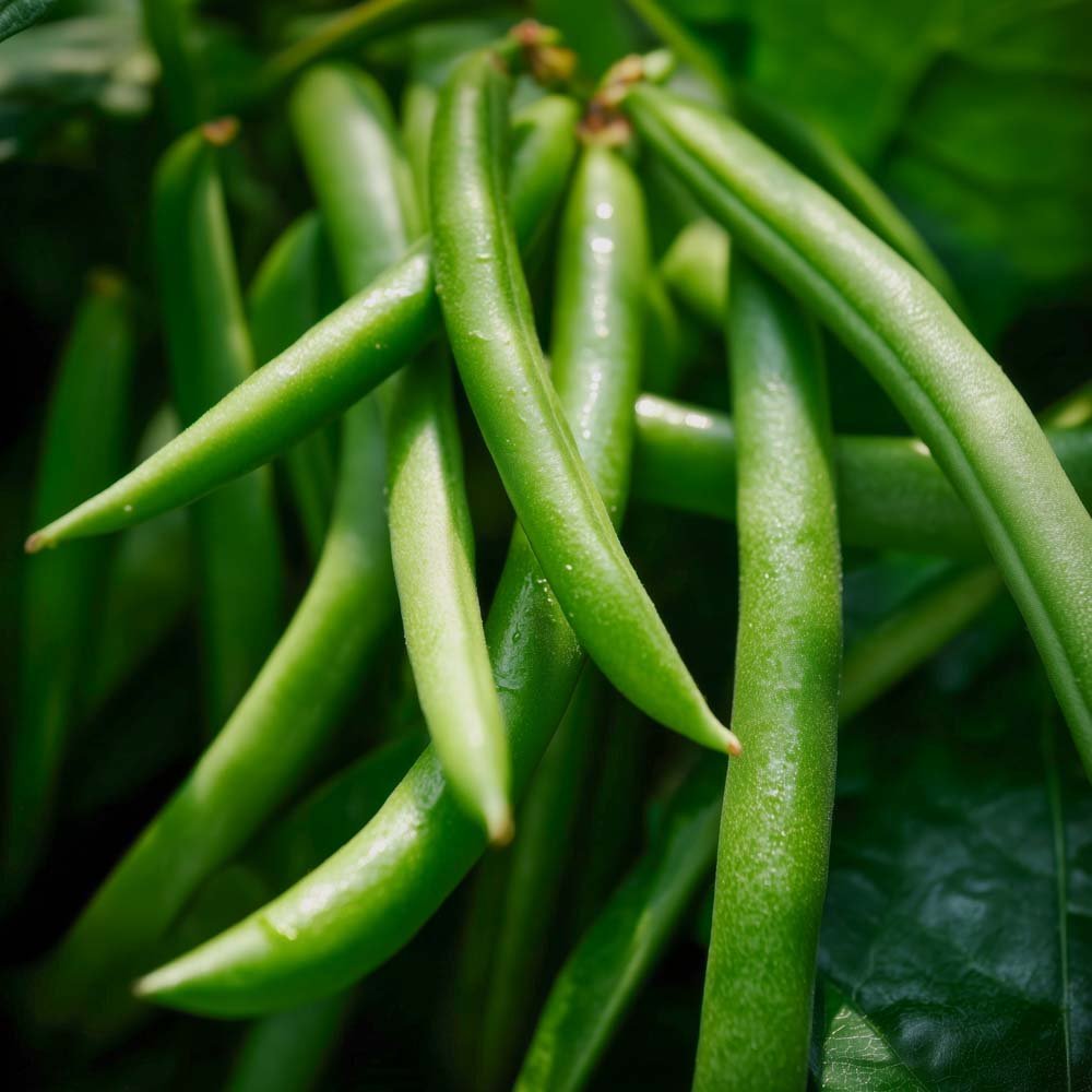 Bohnensamen 'Domino' - 15 Biosamen