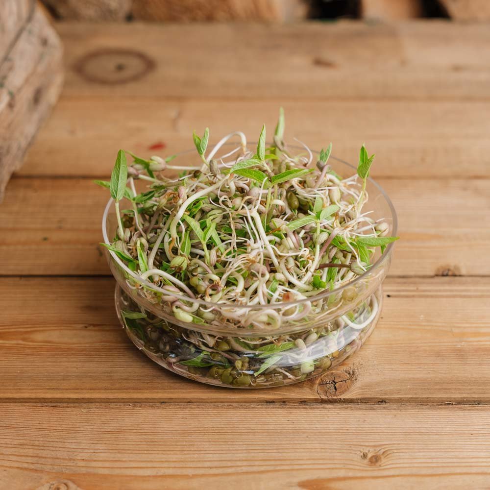 Bohnensprossen Microgreen Samen - 250 Biosamen