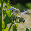 Borretsch Samen - 50 Biosamen