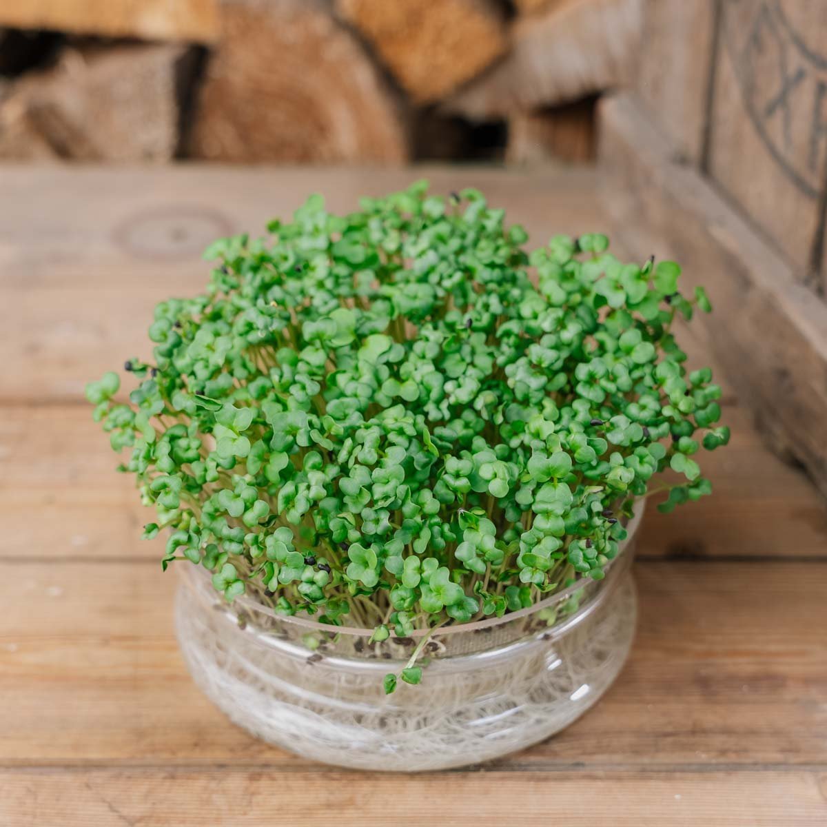 Brokkoli Microgreen Samen - 4000 Biosamen