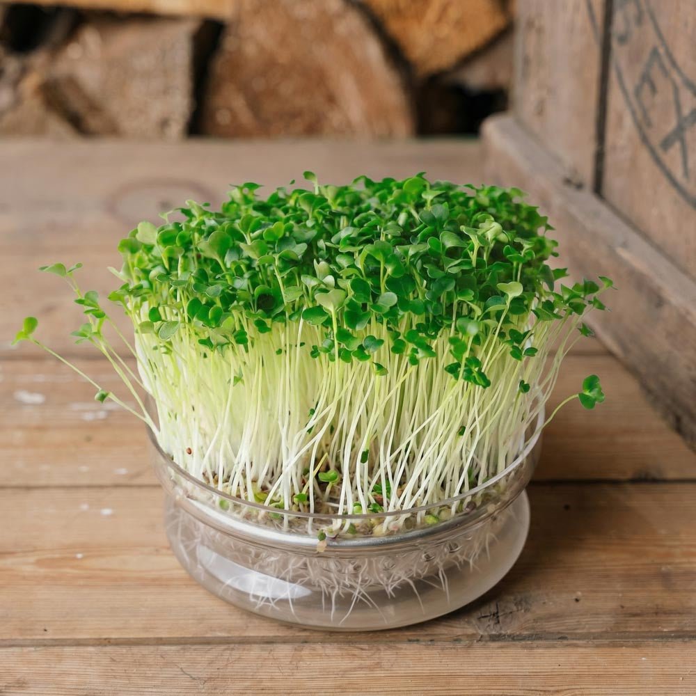 Brokkoli Rapa Microgreens Samen - 7100 Biosamen