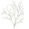 Schleierkraut Stängel / Gypsophila