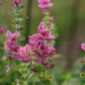Buntschopfsalbei 'Pink' - 100 Biosamen