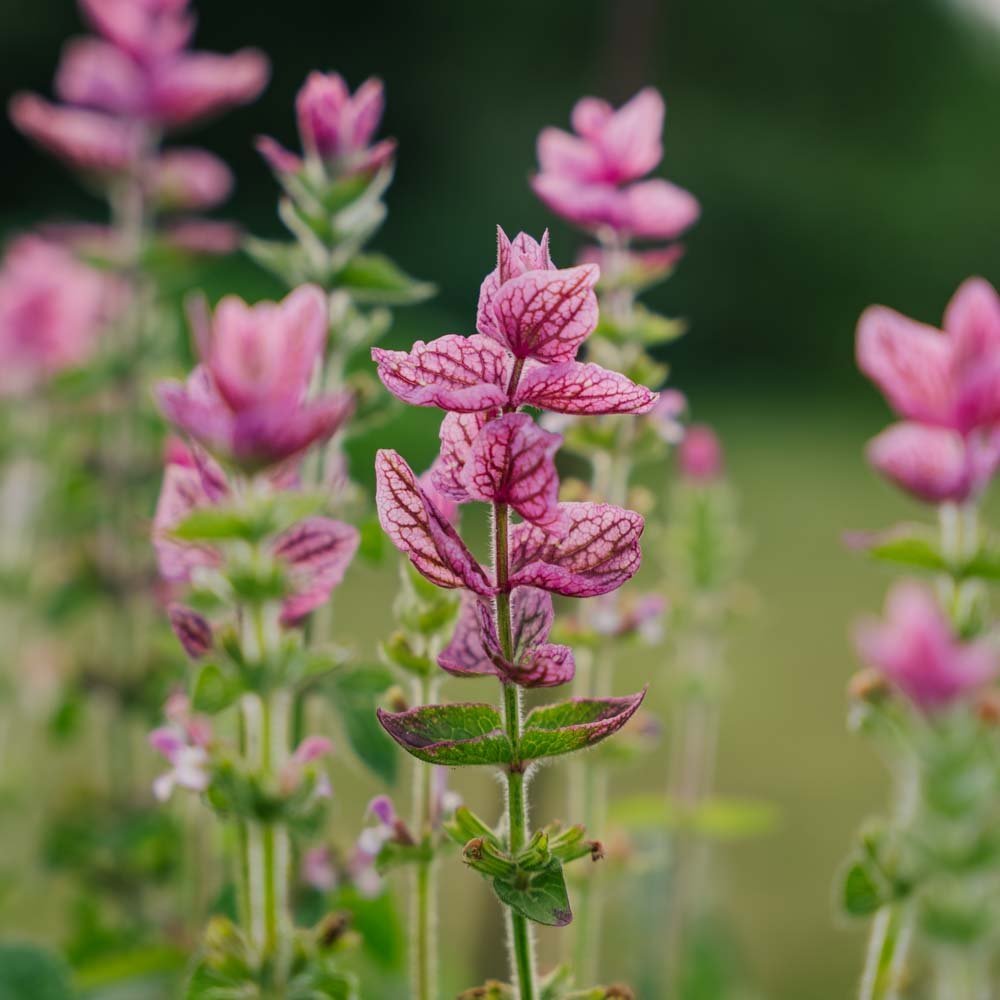 Buntschopfsalbei 'Pink' - 100 Biosamen