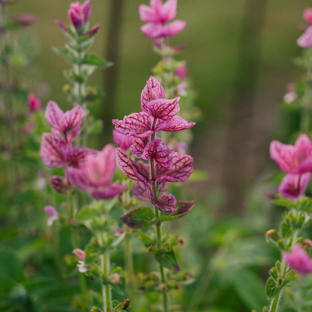 Buntschopfsalbei 'Pink' - 100 Biosamen