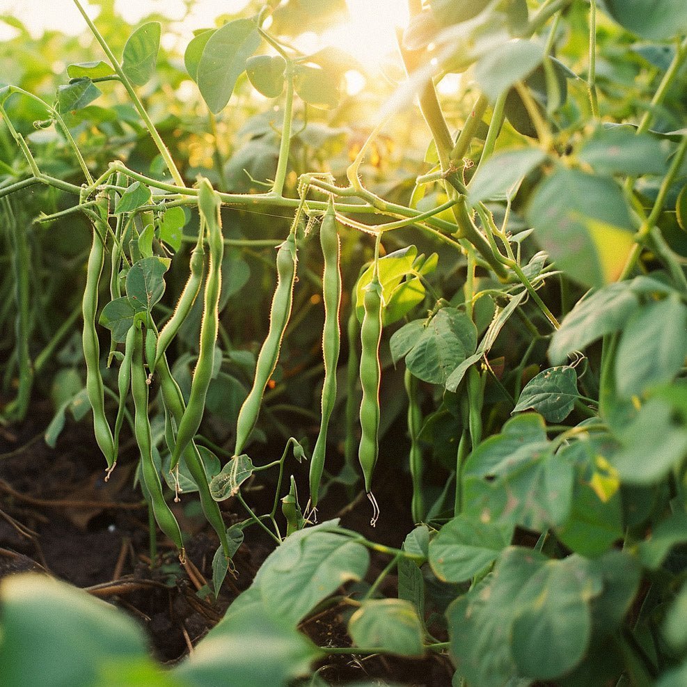 Buschbohne Samen 'Faraday' - 15 Biosamen