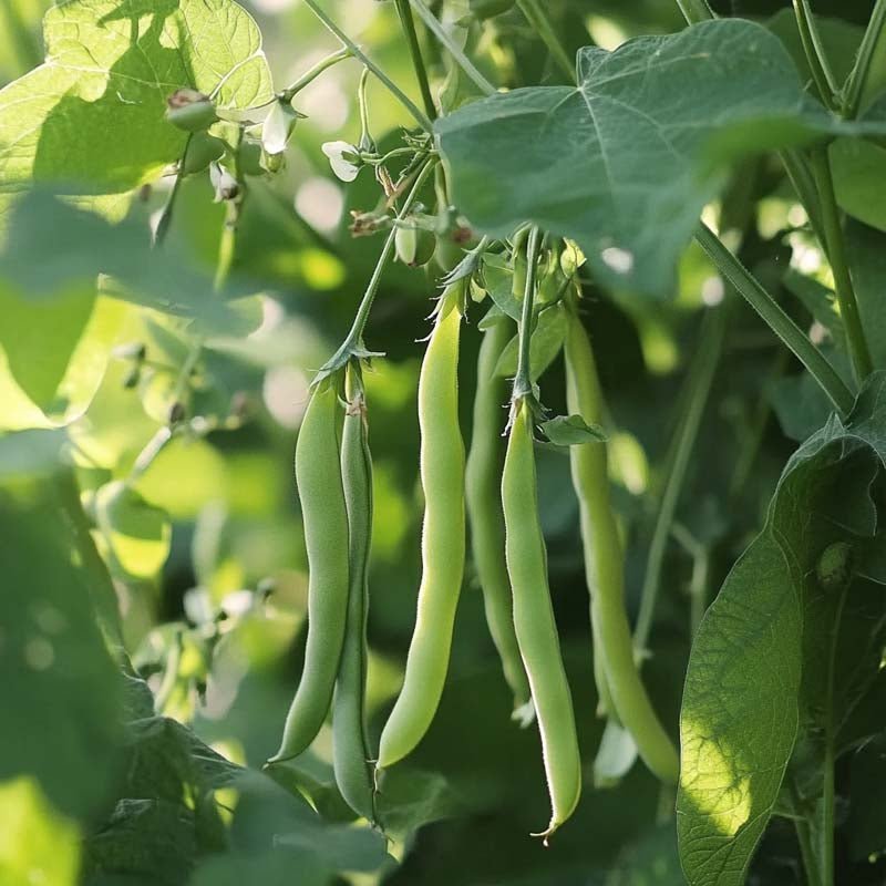 Buschbohnen Samen 'Double white' - 30 Biosamen