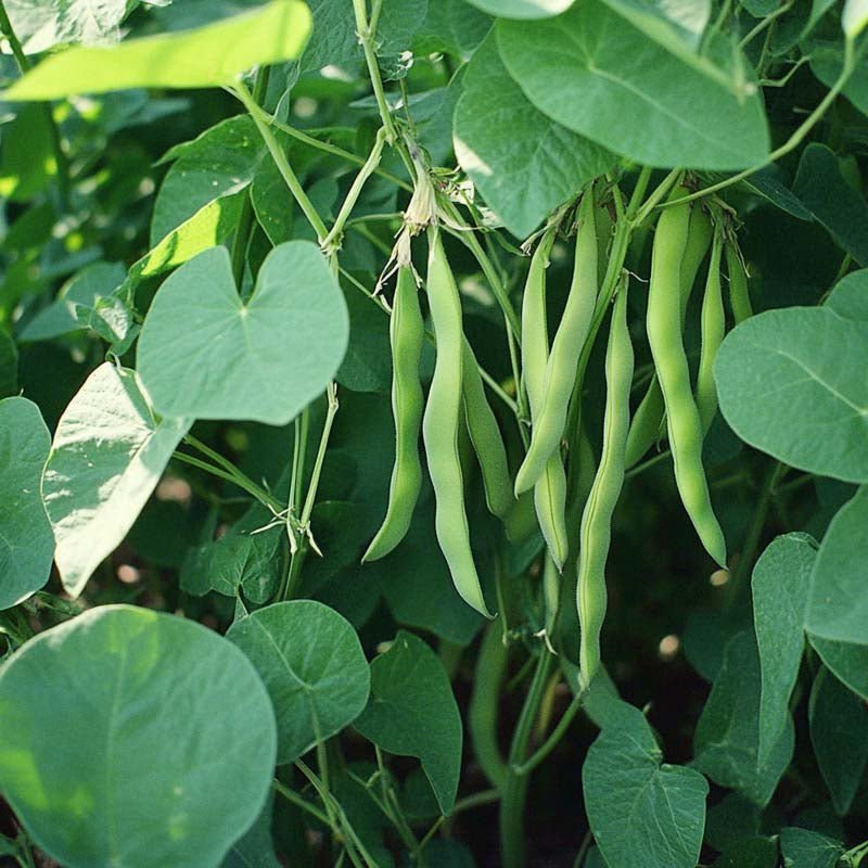 Buschbohnen Samen 'Nassau' - 50 Biosamen