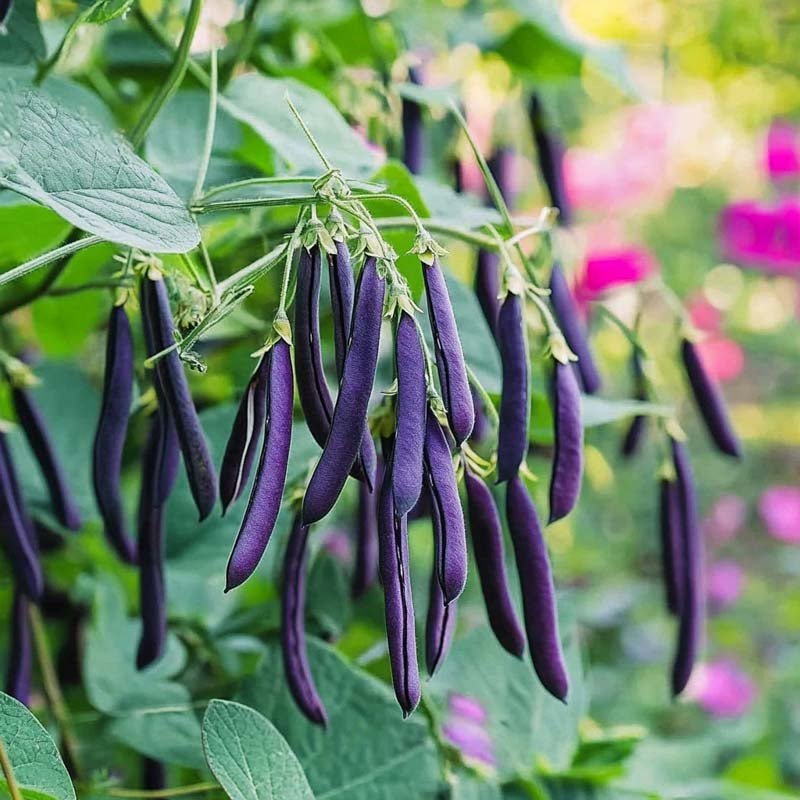 Buschbohnen Samen 'Purple Teepee' - 20 Biosamen