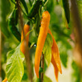 Chili Samen 'Koh Tao' - 5 Biosamen