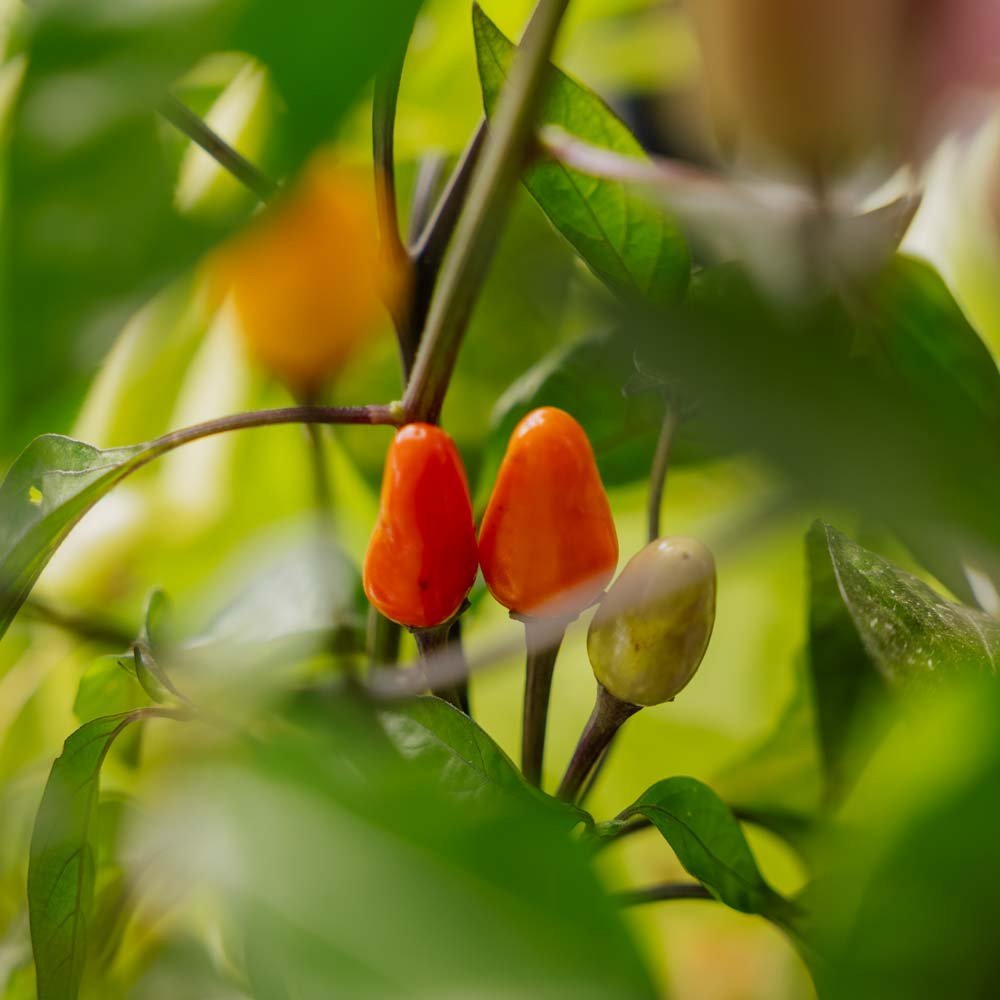 Chili Samen 'Lila luzi' - 5 Biosamen