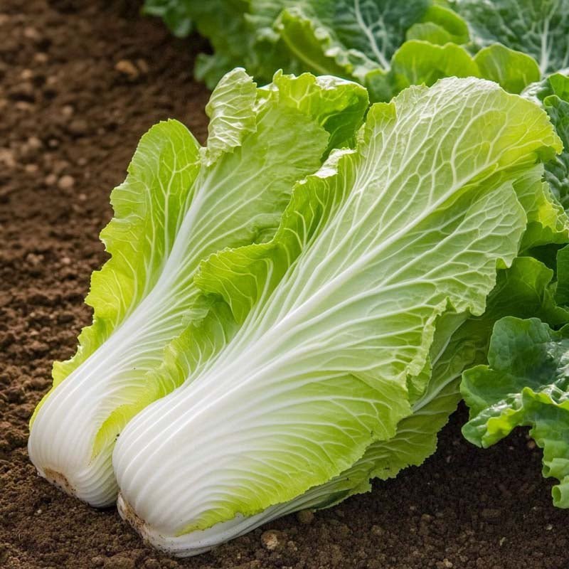 Chinakohl Samen 'Granat' - 50 Biosamen