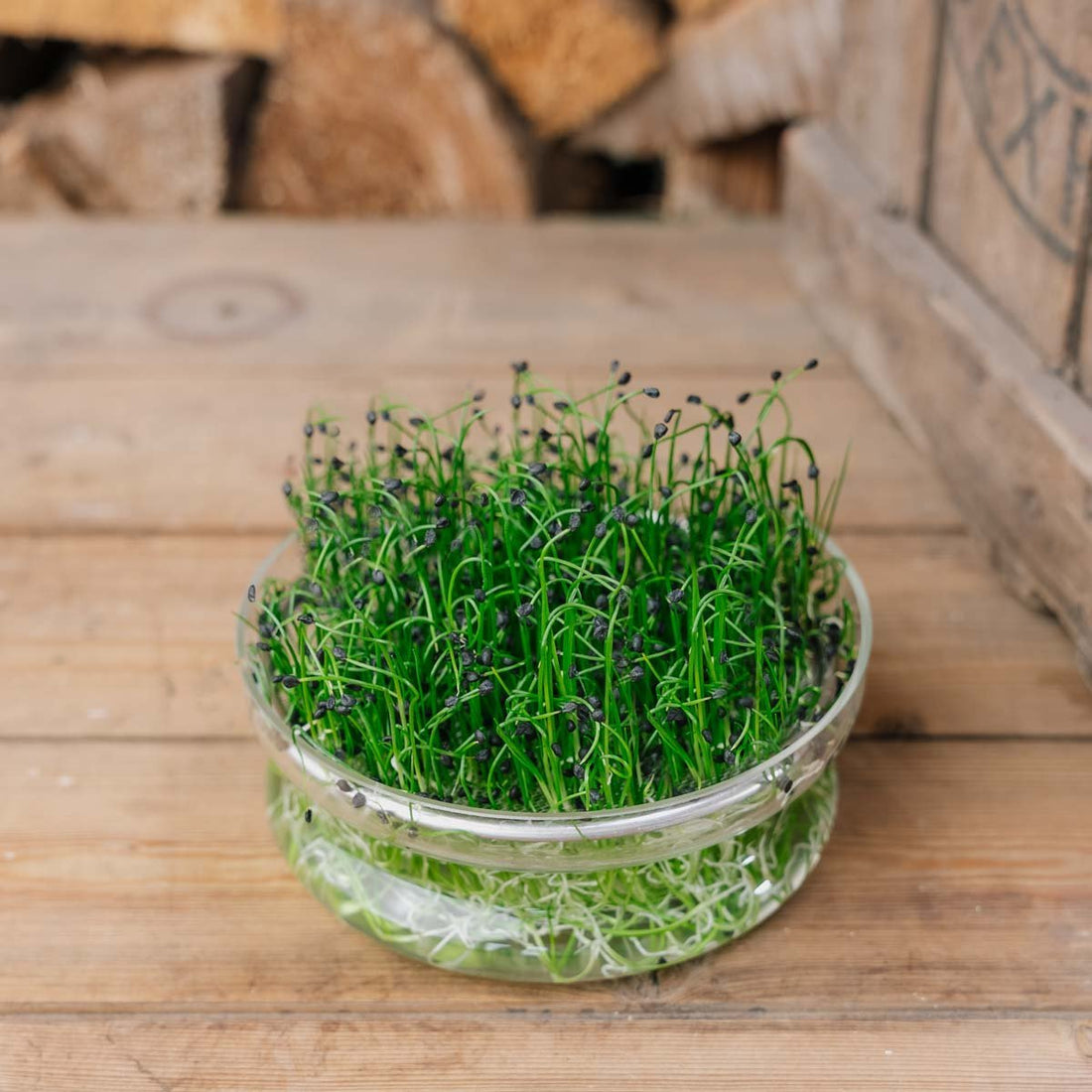 Chinesischer Schnittlauch Microgreen Samen - 2400 Biosamen