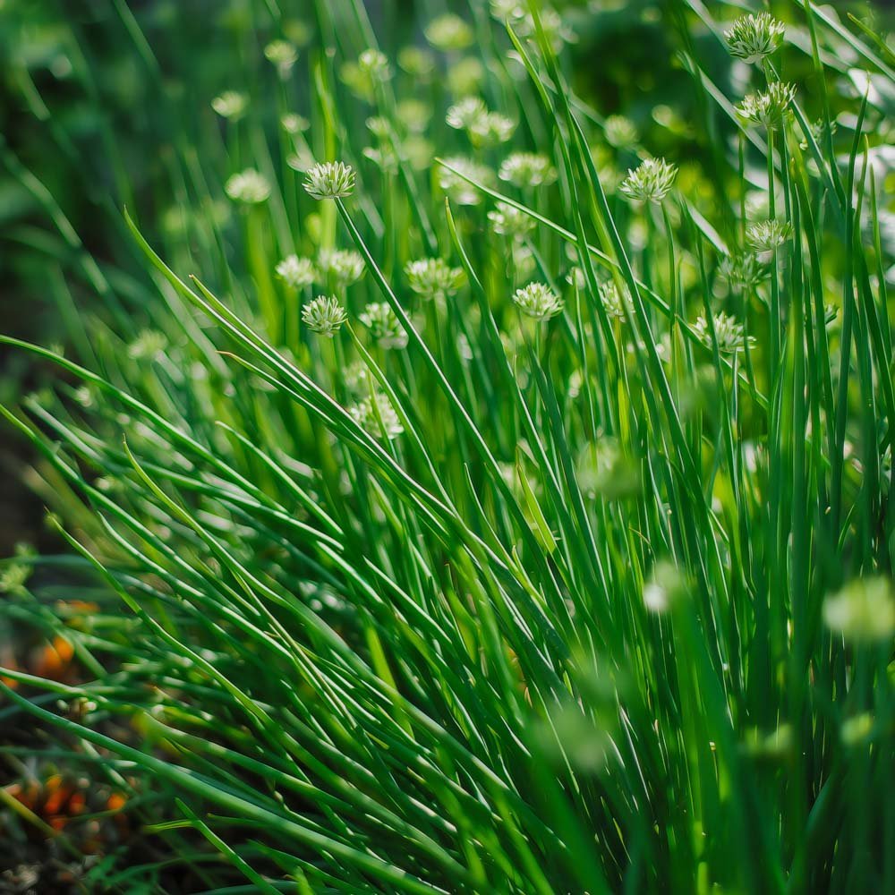Chinesischer Schnittlauch Samen - 100 Biosamen
