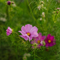 Cosmea Samen 'Garden Cosmos' - 80 Biosamen