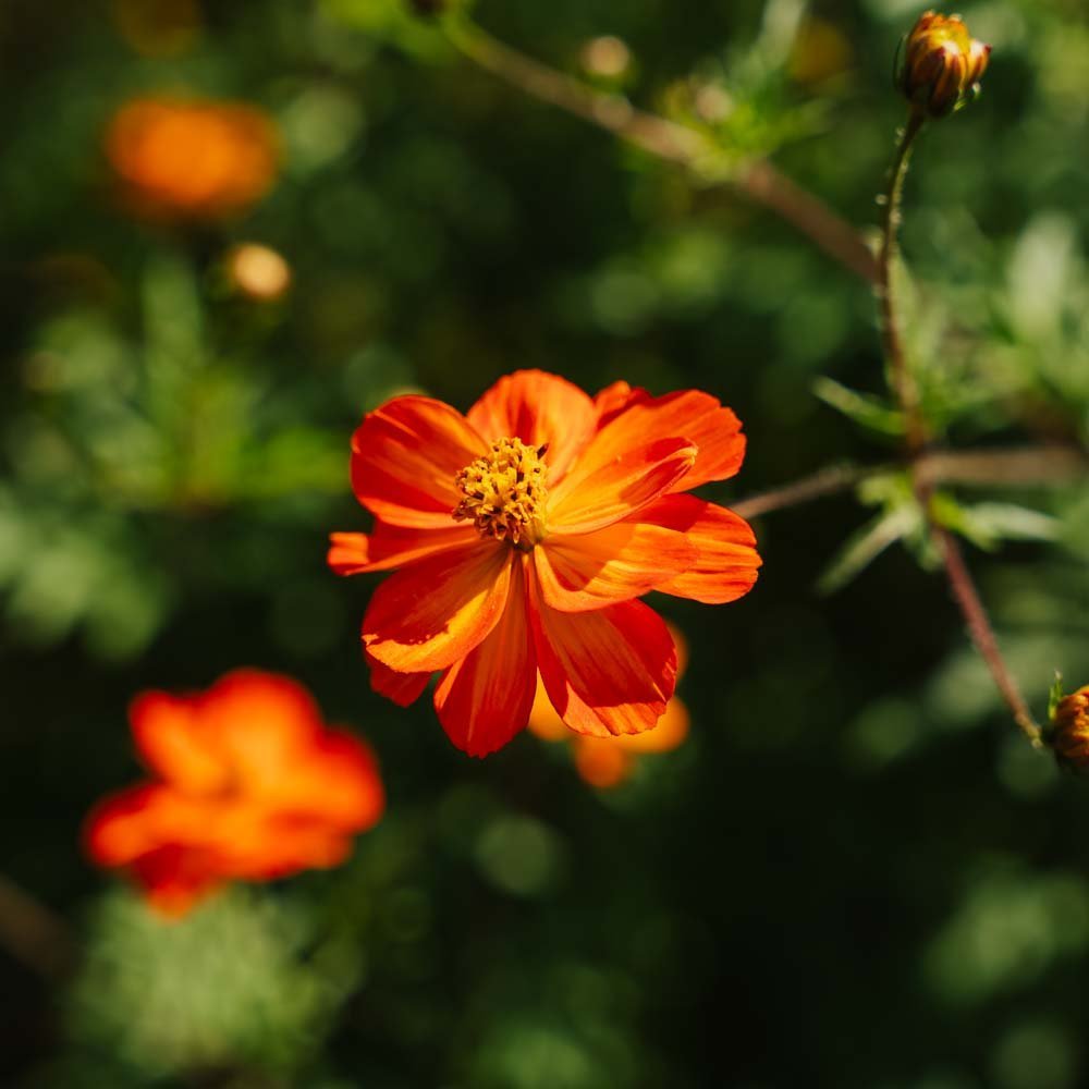 Cosmea Samen 'Sulfur Cosmos' - 80 Biosamen