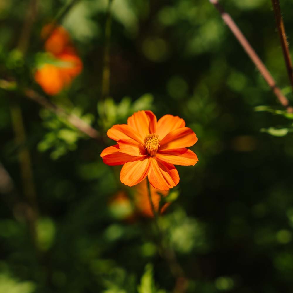 Cosmea Samen 'Sulfur Cosmos' - 80 Biosamen