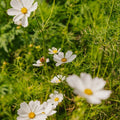Cosmea Samen 'White Cosmos' - 80 Biosamen