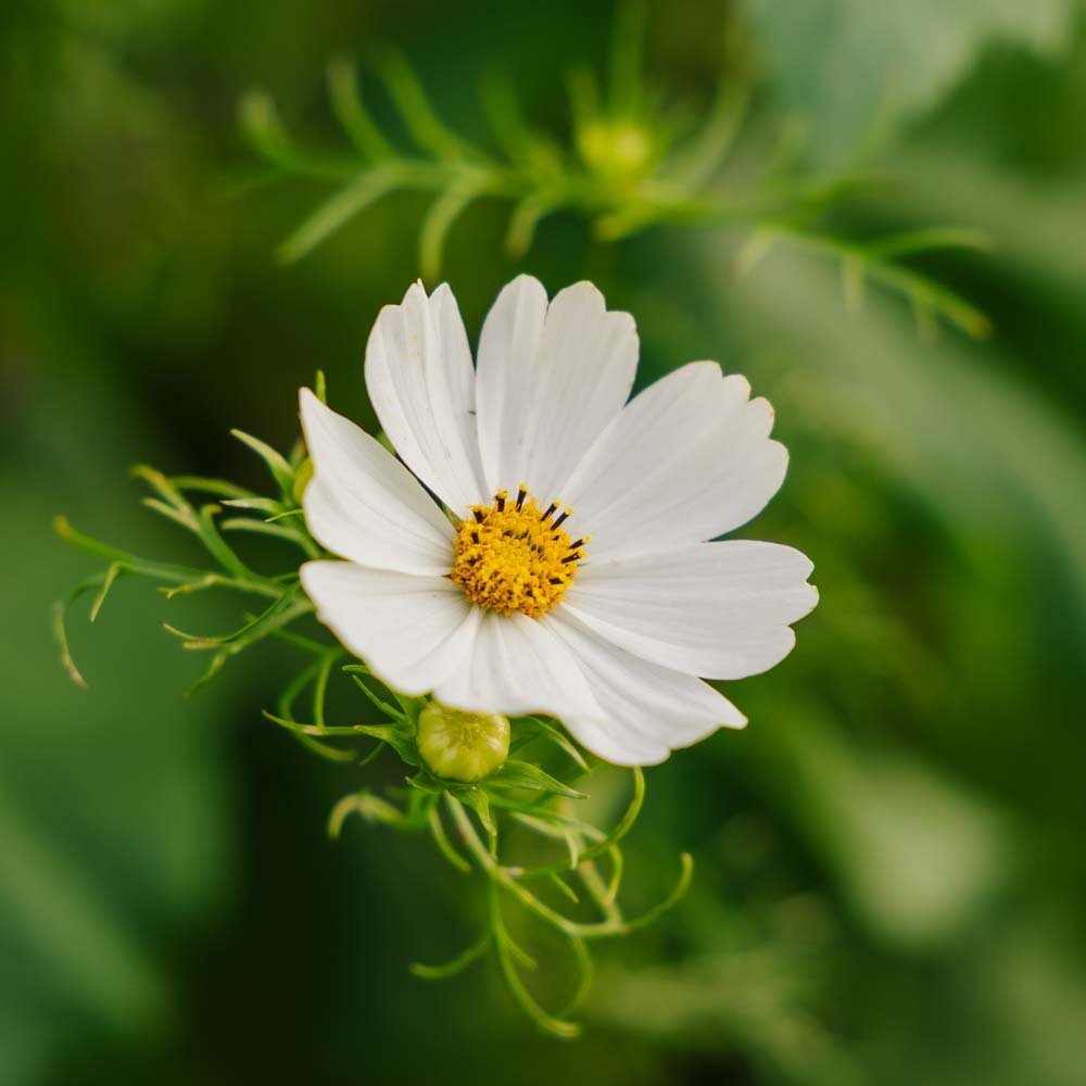 Cosmea Samen 'White Cosmos' - 80 Biosamen