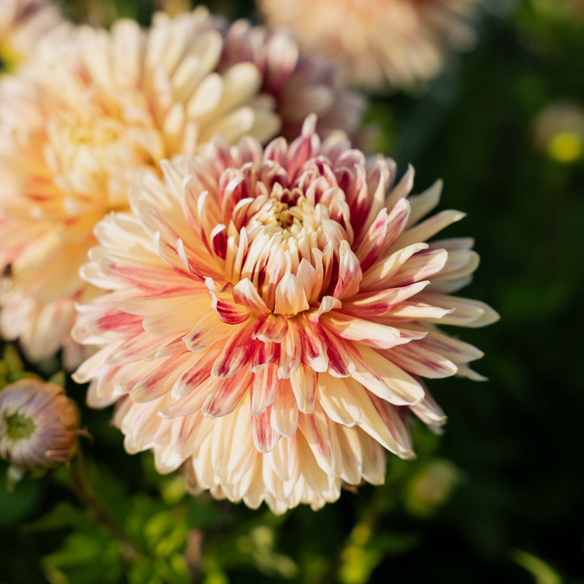 Dahlie 'Akita'