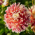Dahlie 'Akita'