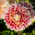 Dahlie 'Akita'