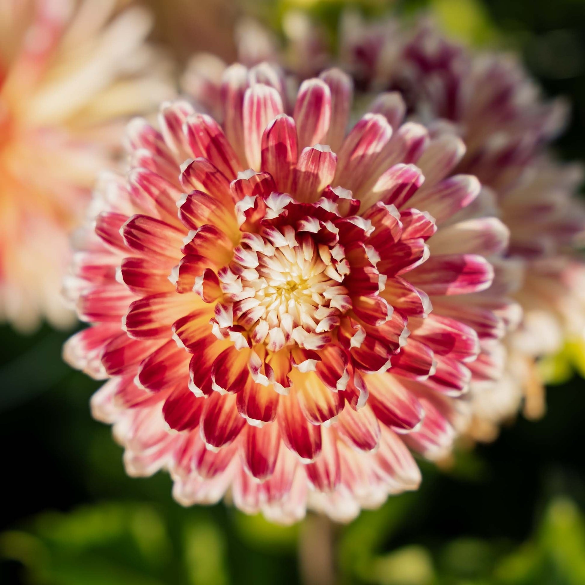 Dahlie 'Akita'