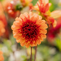 Dahlie 'American Sunset'