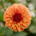 Dahlie 'American Sunset'