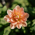 Dahlie 'Apricot Desire'