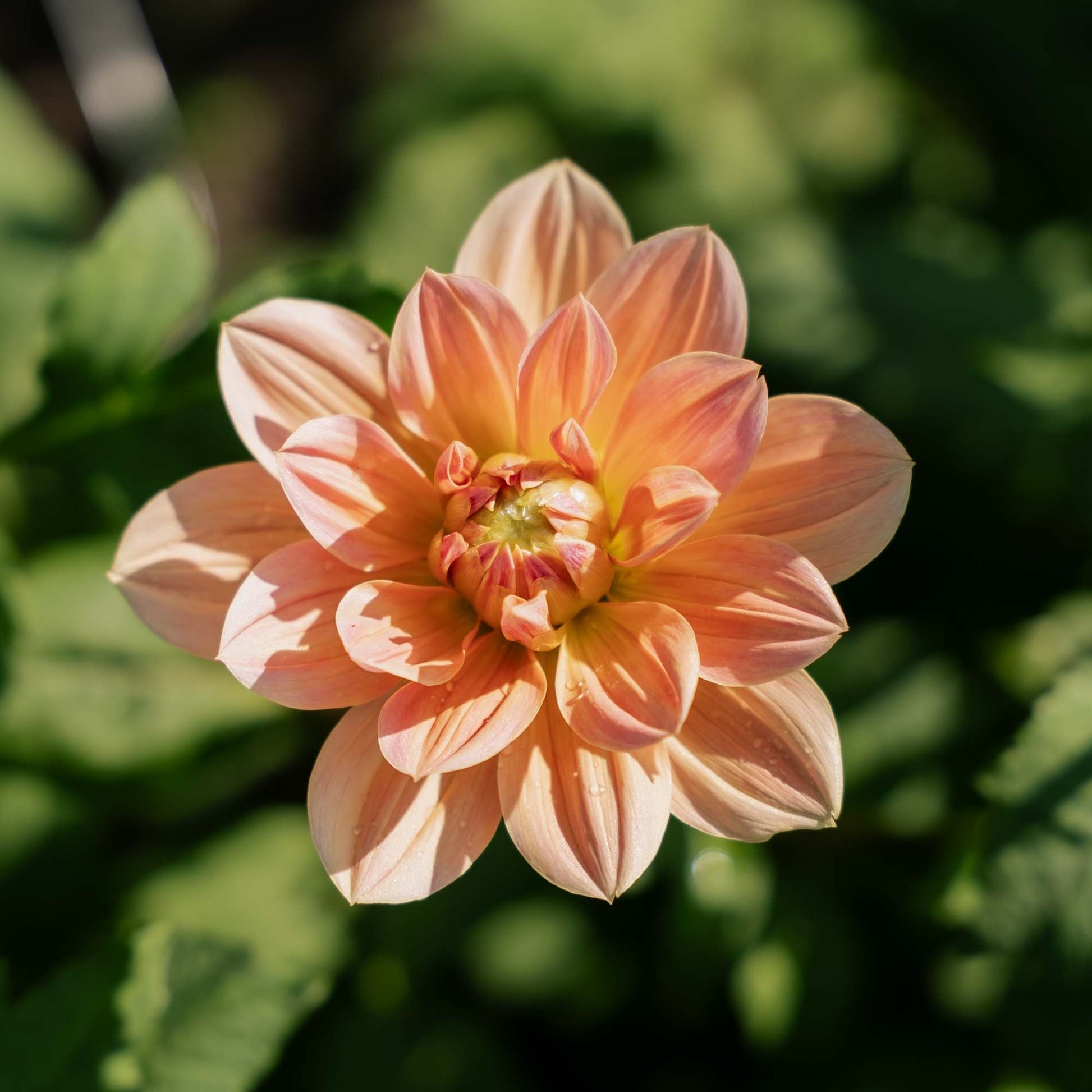 Dahlie 'Apricot Desire'