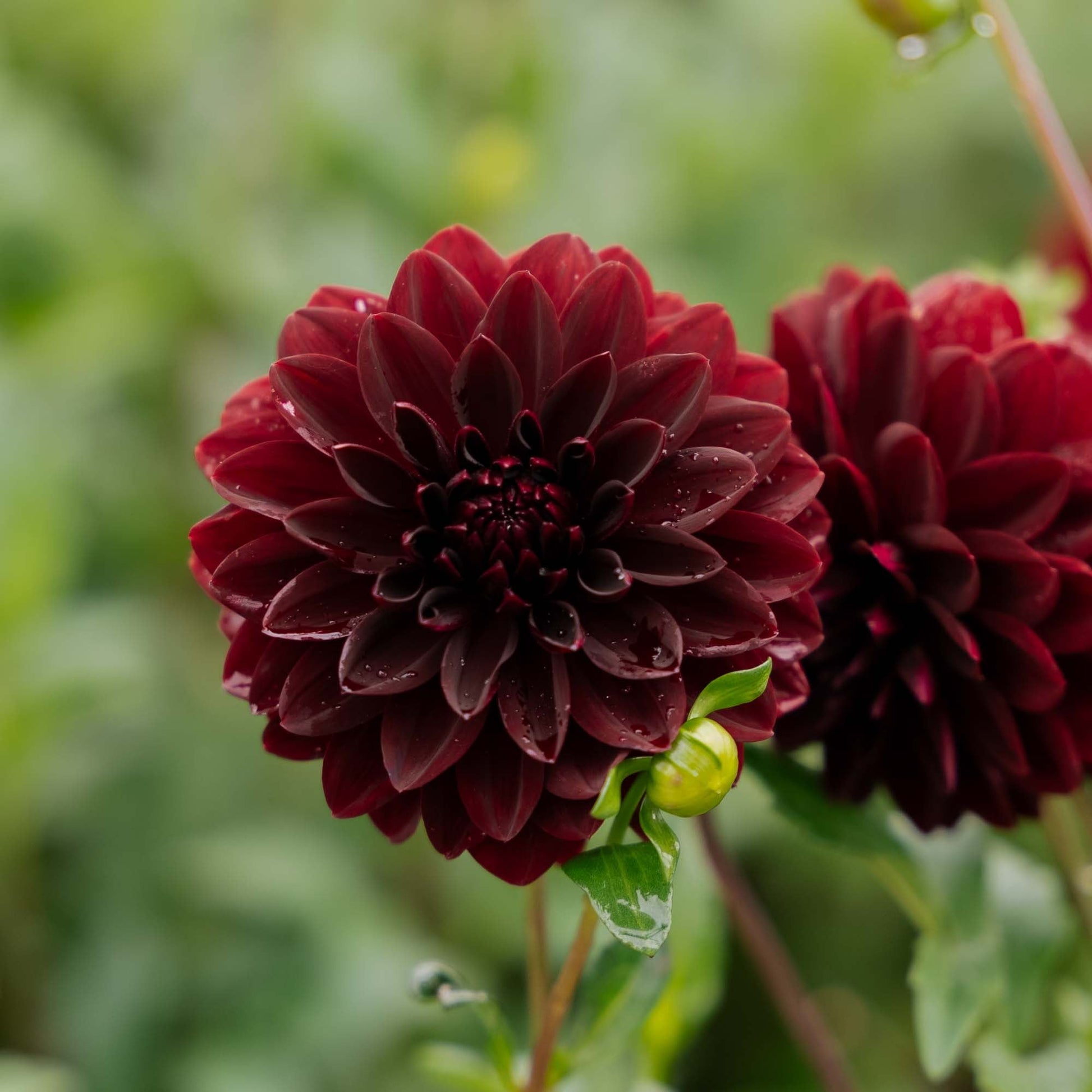 Dahlie 'Arabian Night'