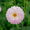 Dahlie 'Arbatax'