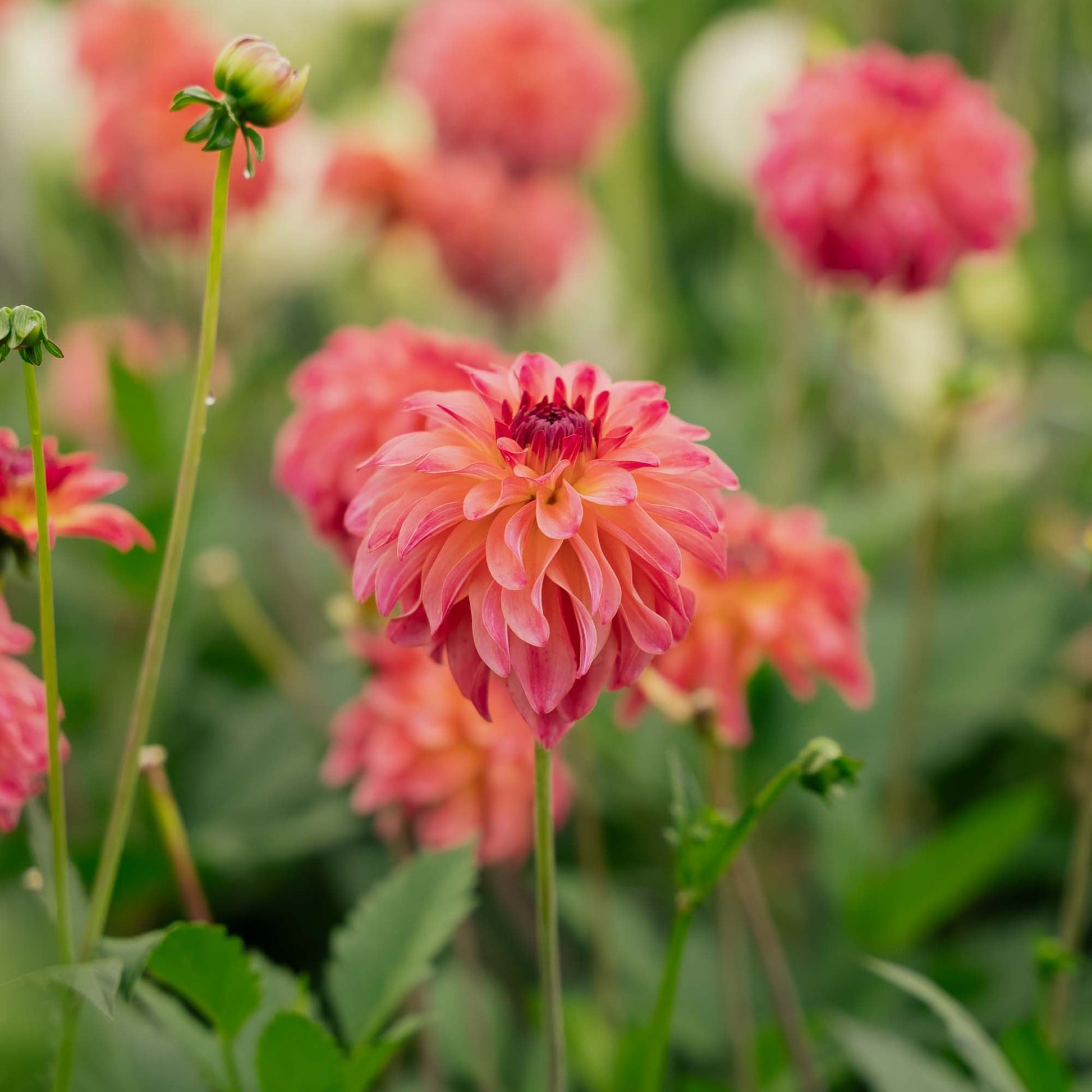 Dahlie 'Belfloor'