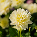 Dahlie 'Berliner Lemon'