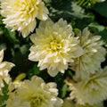 Dahlie 'Berliner Lemon'