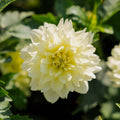 Dahlie 'Berliner Lemon'