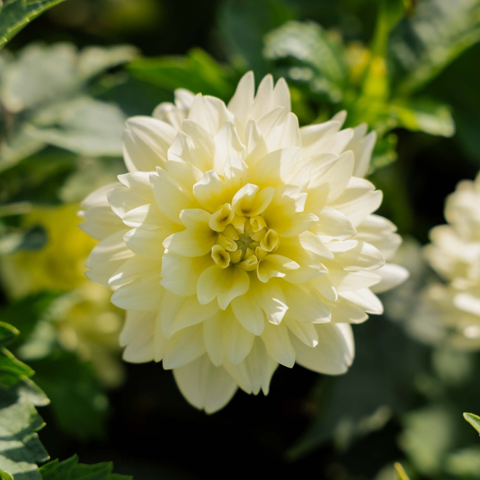 Dahlie 'Berliner Lemon'