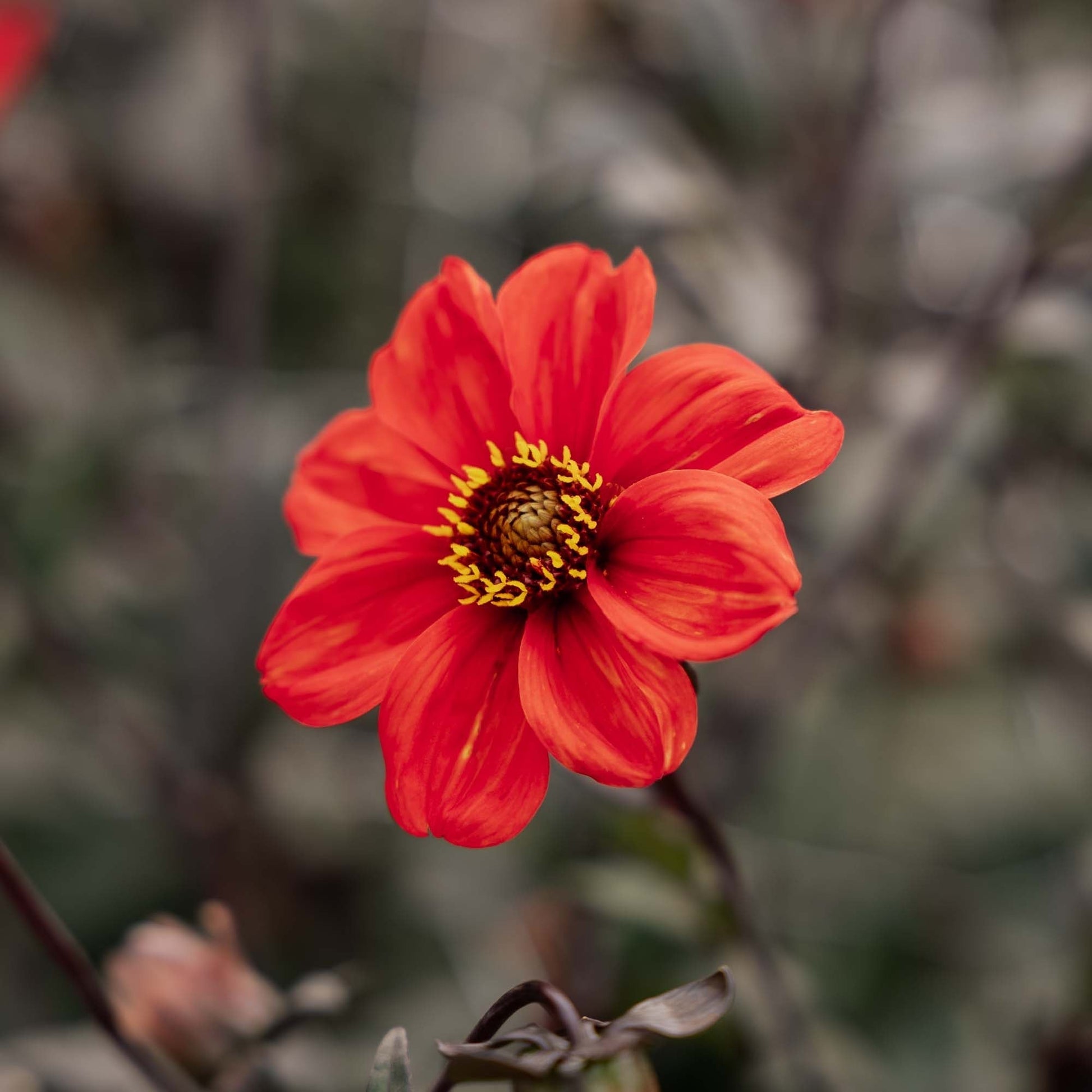 Dahlie 'Bishop of Oxford'