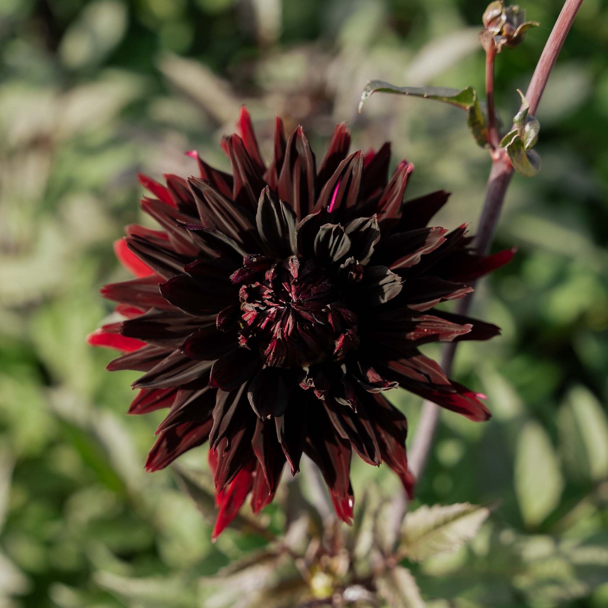 Dahlie 'Black Jack'