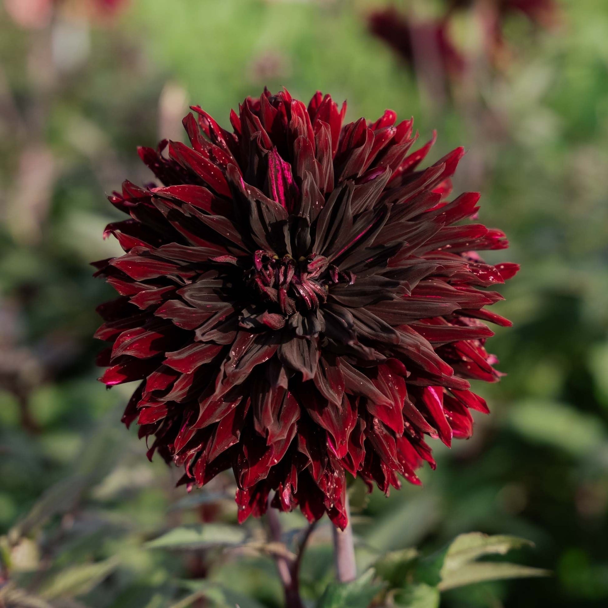 Dahlie 'Black Jack'