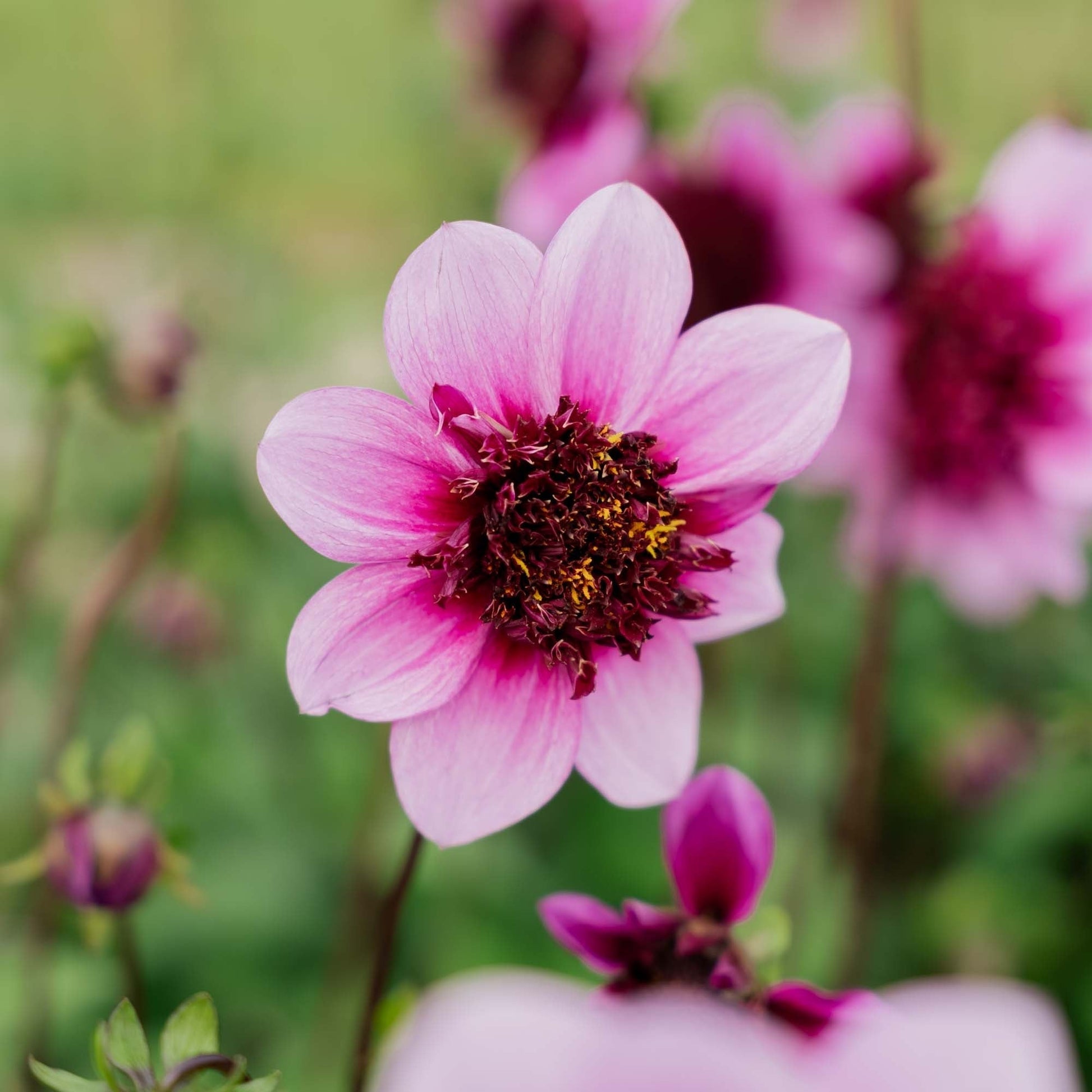 Dahlie 'Blue Bayou'
