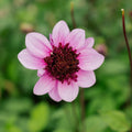 Dahlie 'Blue Bayou'