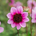 Dahlie 'Blue Bayou'