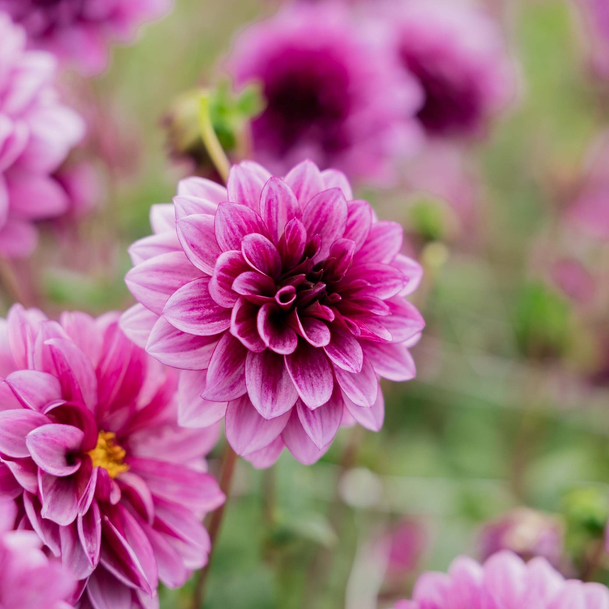 Dahlie 'Blue Bell'