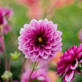 Dahlie 'Blue Bell'