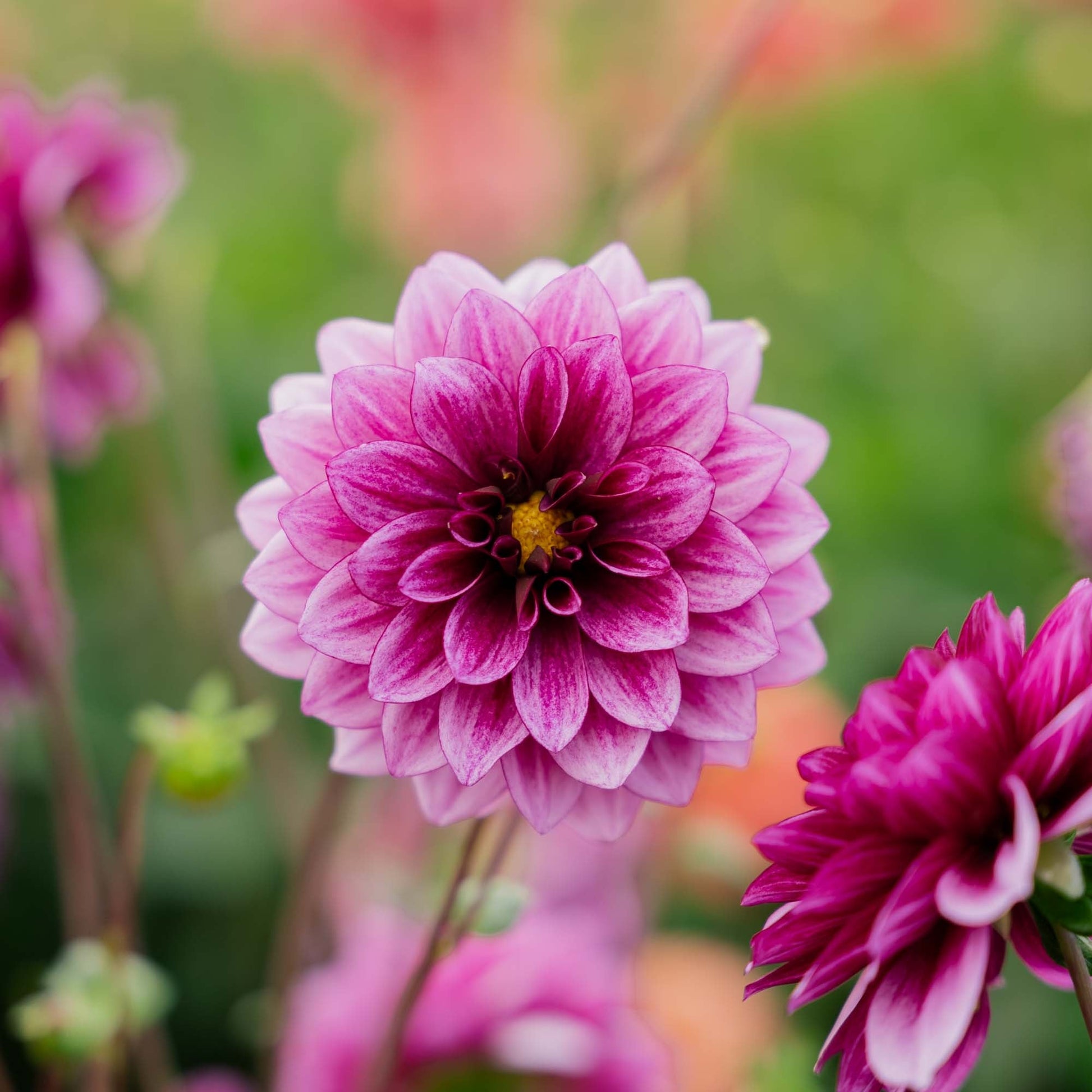 Dahlie 'Blue Bell'
