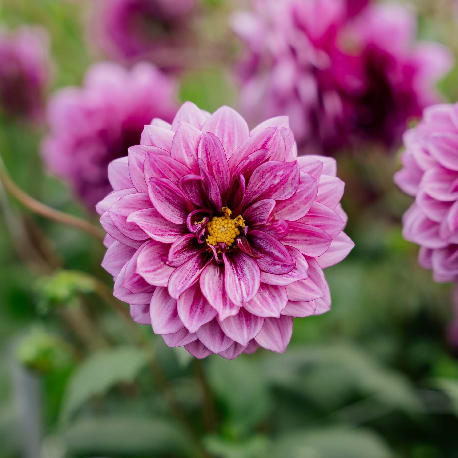 Dahlie 'Blue Bell'