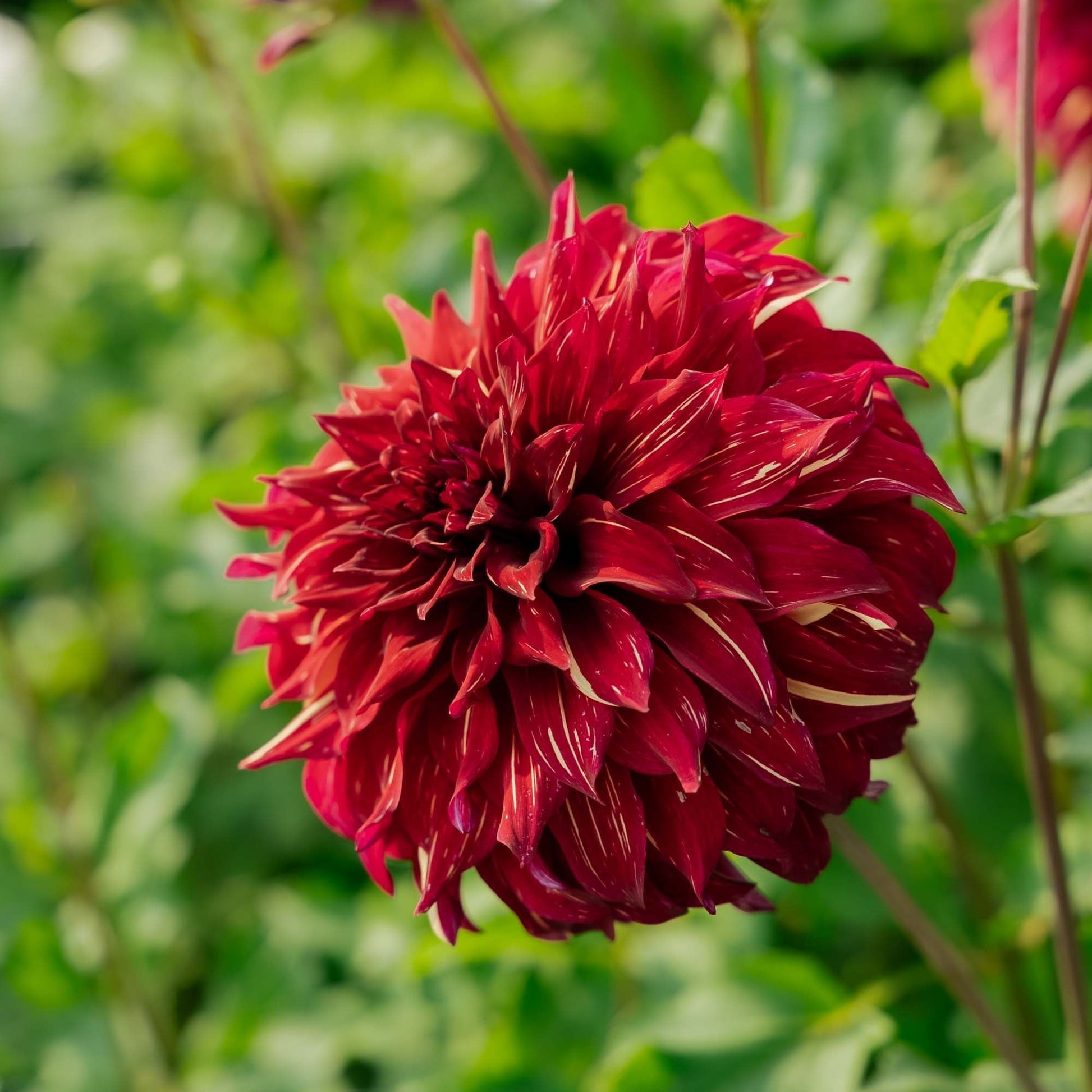 Dahlie 'Bohemian Spartacus'
