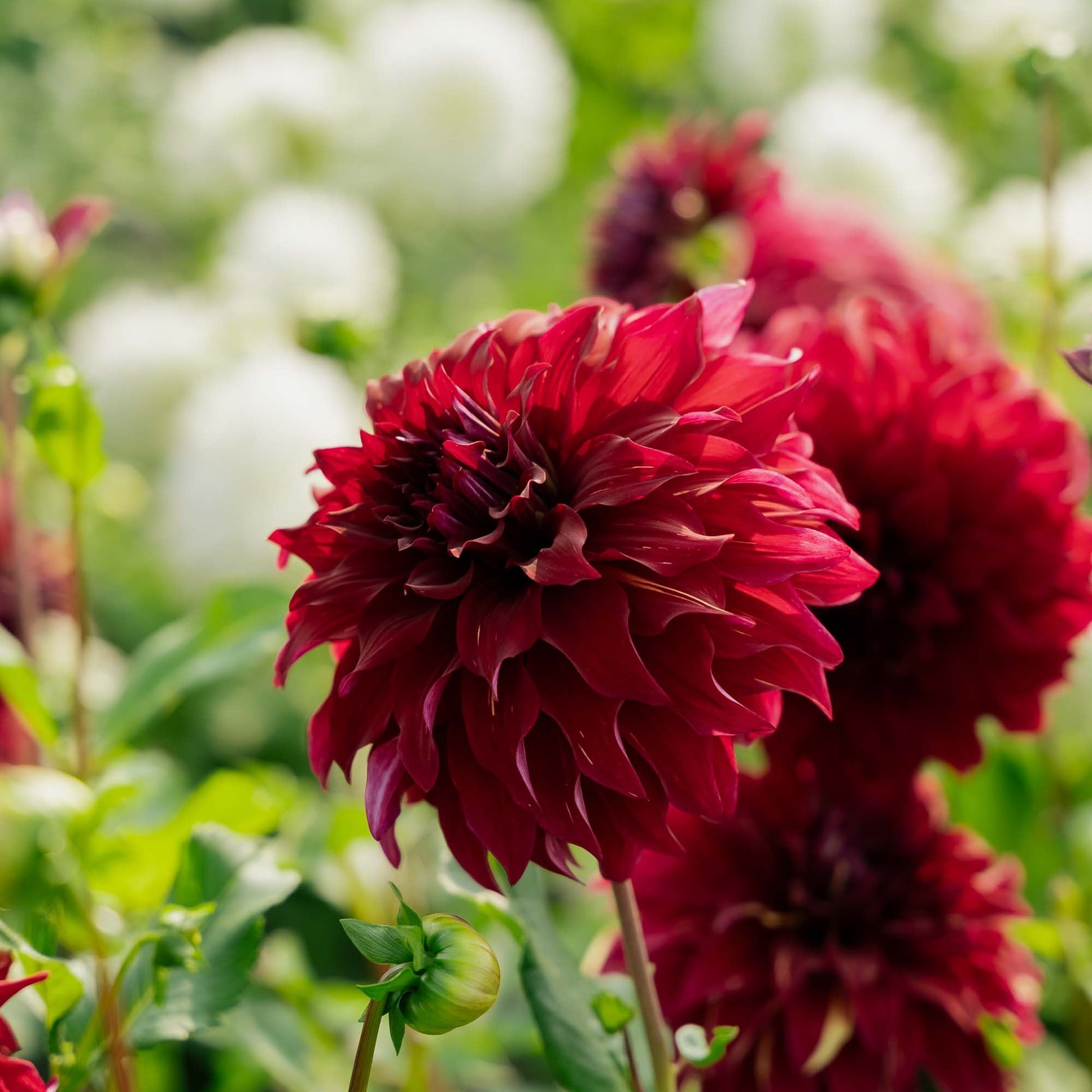 Dahlie 'Bohemian Spartacus'